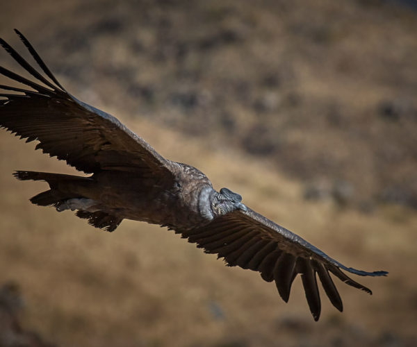 condor flying during colca canyon tour from arequipa