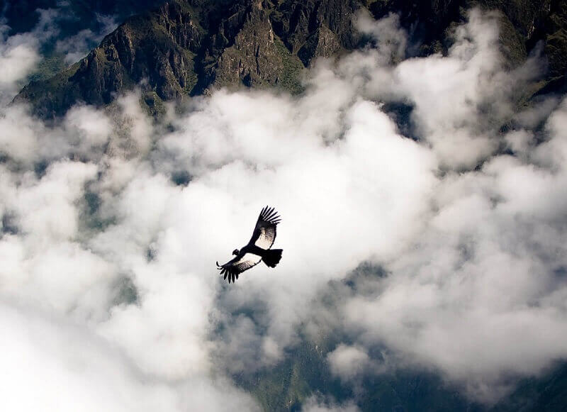 flying condor in colca canyon