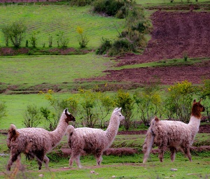 llamas around cusco