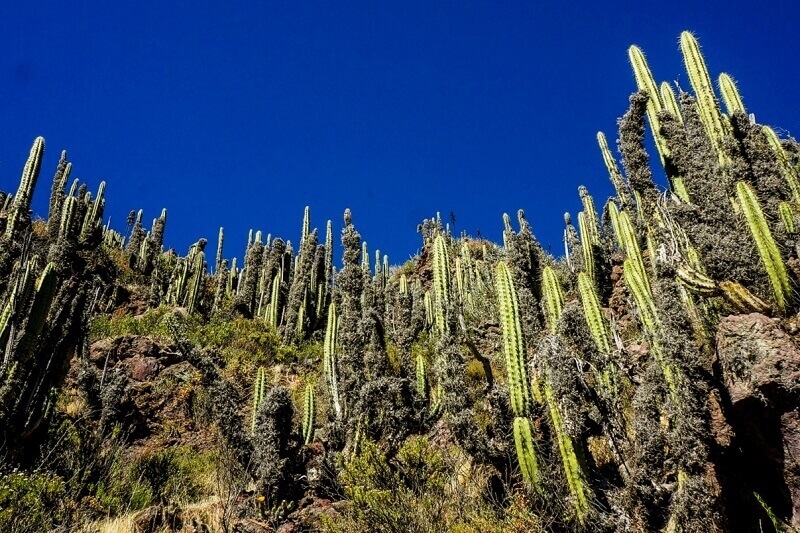 cactus in valle de los volcanes Andagua