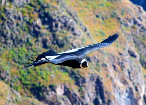 Colca Canyon – Classic Full Day Tour