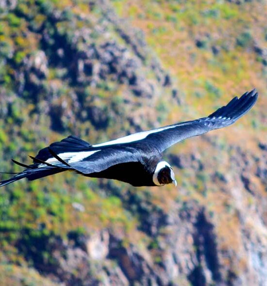 Colca Canyon – Classic Full Day Tour