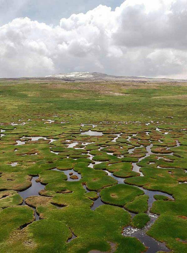 wetlands of the Aguada Blanca salt flats reserve